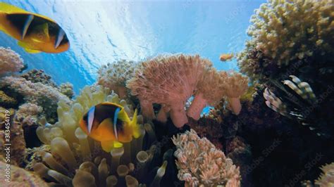 Underwater Tropical Sea Clownfish Underwater Tropical Colourful Clown