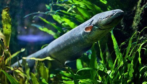 To measure shock, biologist dunks arm in electric eel tank - Futurity