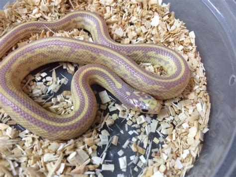 Red Eye Lavender Striped California King Snake For Sale Snakes At Sunset