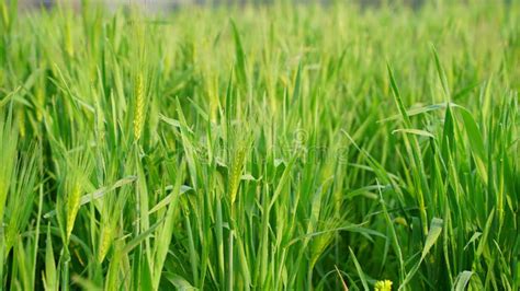 Growing Spelt Or Triticum Spelta Also Known As Dinkel Wheat Or Hulled