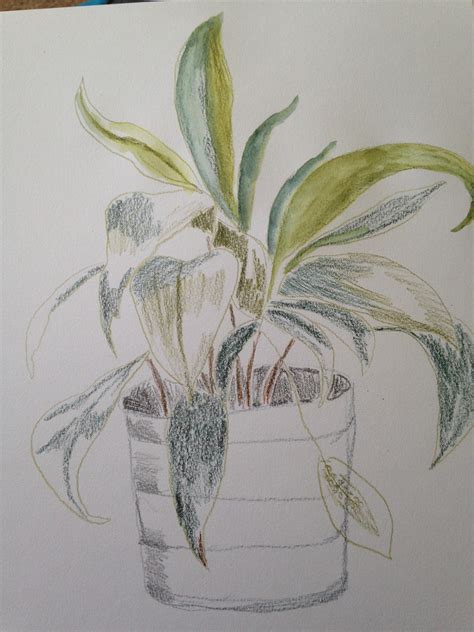 Houseplants In Watercolor And Pencil On Behance