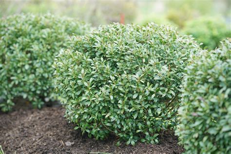 Plant Of The Week Gem Box® And Strongbox® Inkberry Holly Plant Of