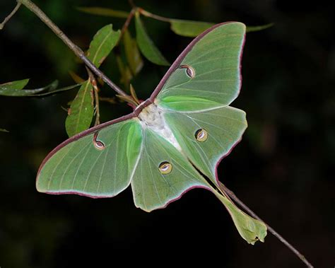 Luna Moth Natural History | BUG UNDER GLASS