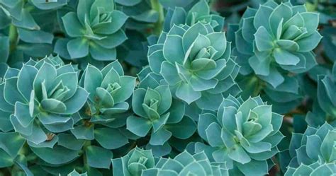 What Are The Best Succulent Ground Cover Plants?