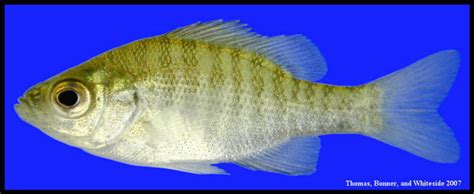 bluegill Lepomis macrochirus