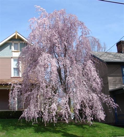 Plantfiles Pictures Weeping Cherry Tree Weeping Higan Cherry Pendula