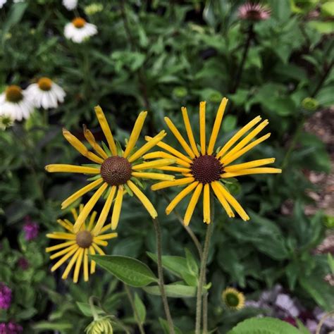 Rudbeckia subtomentosa Henry Eilers kúpvirág Florapont