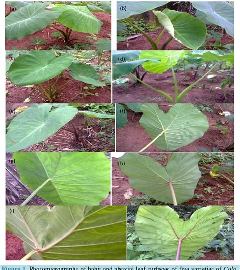 Figure From Morphological Comparison Of Five Varieties Of Colocasia