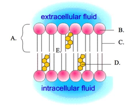 Cell Transport Diagram Quizlet