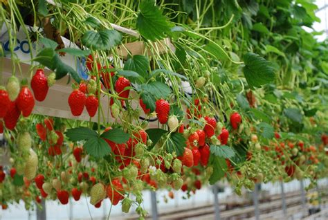 Fraises de Plougastel les producteurs demandent une IGP pour protéger