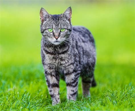 Um Gato Malhado Cinza Na Grama Verde Olhando Para A C Mera Foto Premium