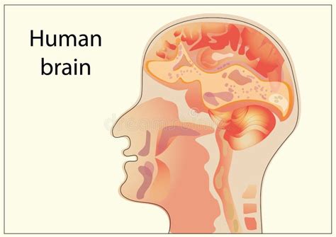 Scheme Of Human Brain On Background Stock Illustration Illustration