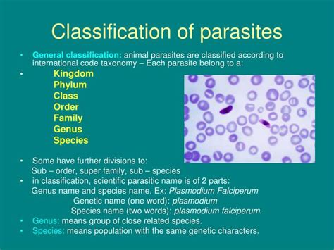 Ppt Introduction To Parasites Powerpoint Presentation Id5510485