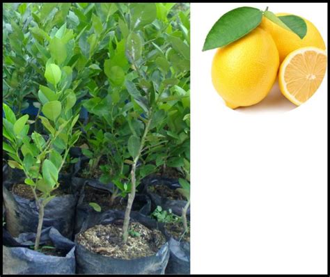 Jual Bibit Jeruk Lemon Tea Pohon Jeruk Lemon Tea Bibit Tanaman Jeruk