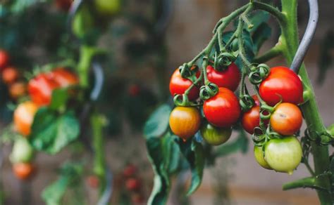 Plaguicidas biológicos como solución natural para manejo de plagas