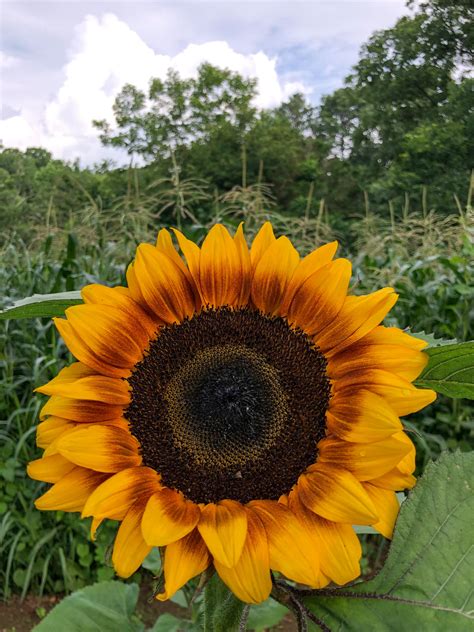 Tried-and-True Tips for Growing and Selling Sunflowers