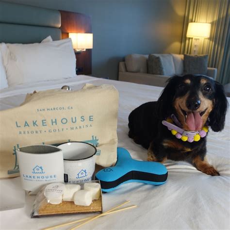 37 Best Dog Friendly Luxury Hotels In The Us