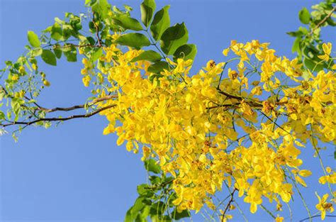 Golden Cassia Tree Seeds | Etsy