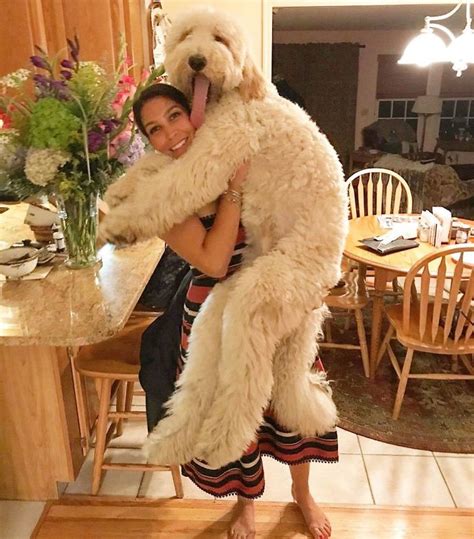 30 photos that prove the Goldendoodle is an adorable breed