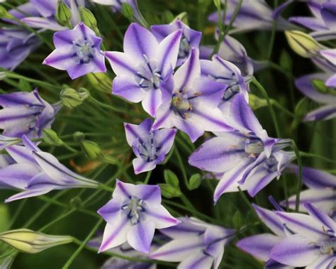 Triteleia Laxa Gardensonline