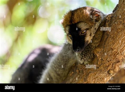 Madagascar Island Hi Res Stock Photography And Images Alamy