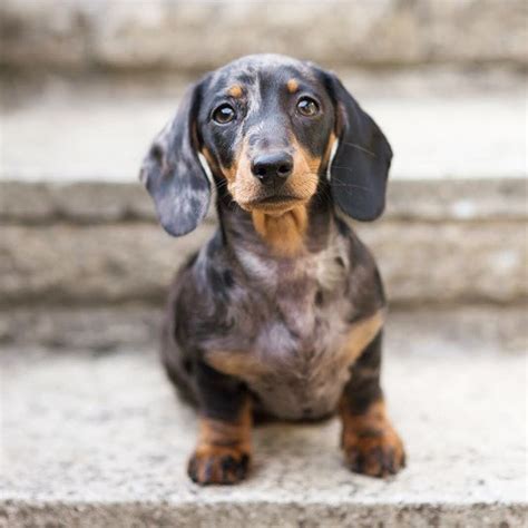 Silver Dapple Dachshund