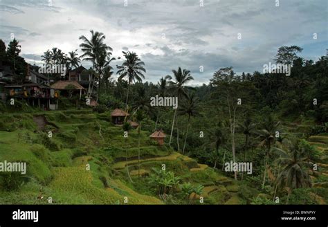 Bali Rice terraces Stock Photo - Alamy