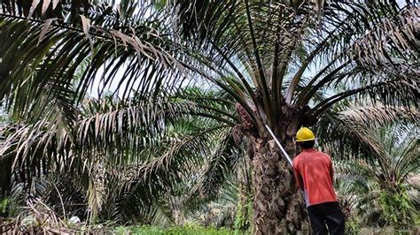 Harga TBS Sawit Mitra Swadaya Pekan Ini Periode 17 23 Juli 2024 Turun