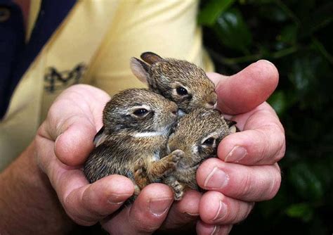 baby bunnies | Cute baby bunnies, Cute animals, Baby bunnies