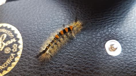 Tussock moth caterpillar-so darn fluffy! : r/Entomology