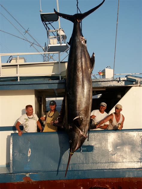 Photos - Atlantic Fishing Charter / AFC