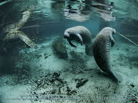 Manatee Wallpapers Wallpaper Cave