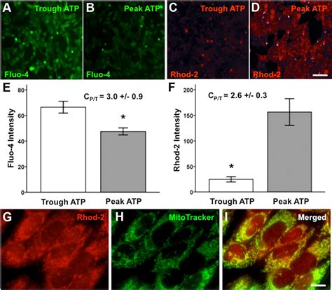 Mitochondrial Calcium Signaling Mediates Rhythmic Extracellular Atp