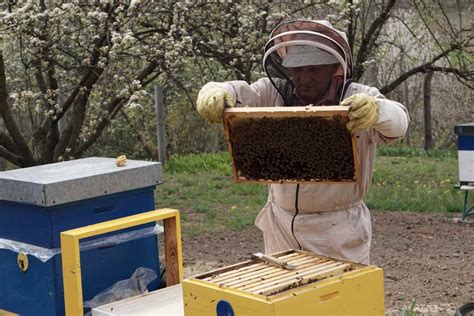 Cómo quitar un panal de abejas sin matarlas