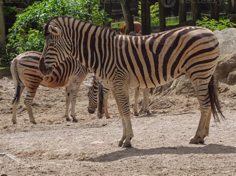 animals in the zoo 10228946 Stock Photo at Vecteezy