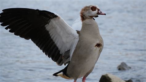 Goose in Close Up Photography · Free Stock Photo