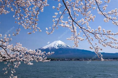 Beautiful View Of Fujisan Mountain With Cherry Blossom In Spring