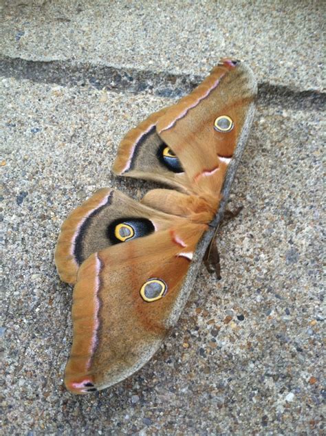 Best Polyphemus Moth Images On Pholder Moths Whatsthisbug And