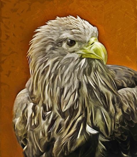 White Tailed Sea Eagle Painting Newarta