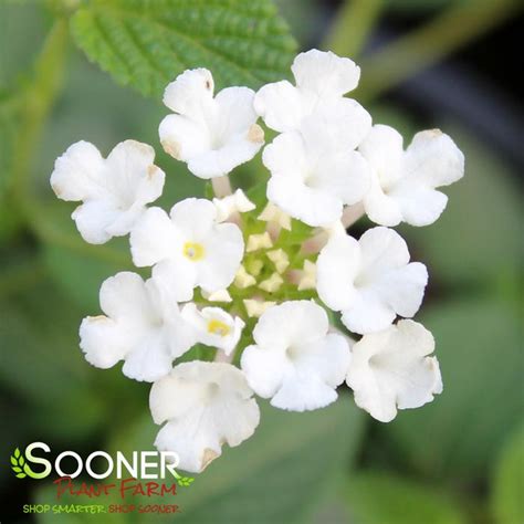 White Trailing Lantana | Sooner Plant Farm