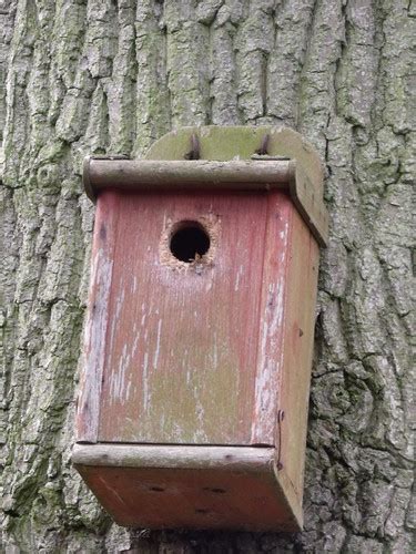 Fairhaven Woodland Water Garden Bird Box This Is A Gar Flickr