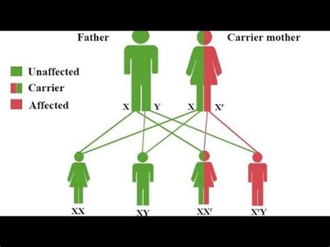 Sex Linked Inheritance X Linked Inheritance Y Linked Inheritance Colour Blindness