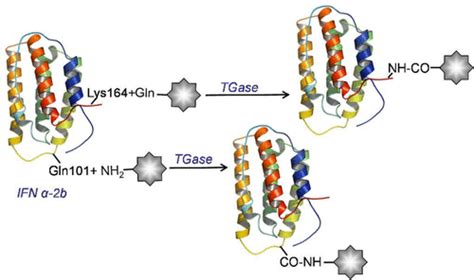 Bioconjugate Chemistry Vol 27 No 11