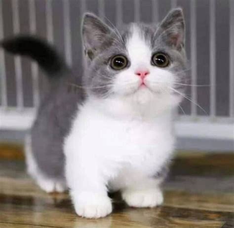 Cute & Funny Munchkin Cats Breed | The Short Legged Munchkin Kittens ...