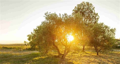 Olea Prilis Extra Virgin Olive Oil Is Good For Our Health And The Planet