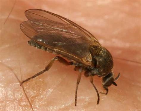 Black Fly Simulium Valent Biosciences Public Health