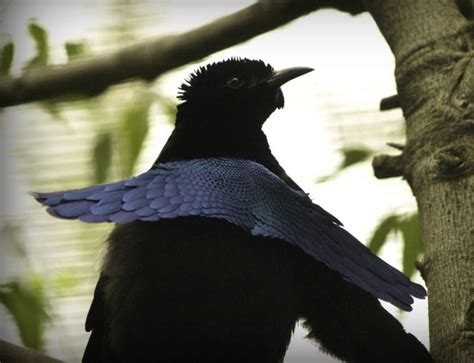 The amazing feathers of an outlandish bird | Earth | EarthSky