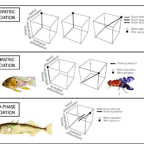 1. Different outcomes of hybridization: reinforcement, speciation ...