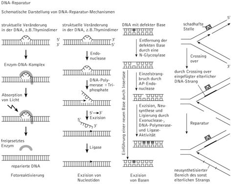 Wissenschaft Online Kompaktlexikon Der Biologie Dna Reparatur