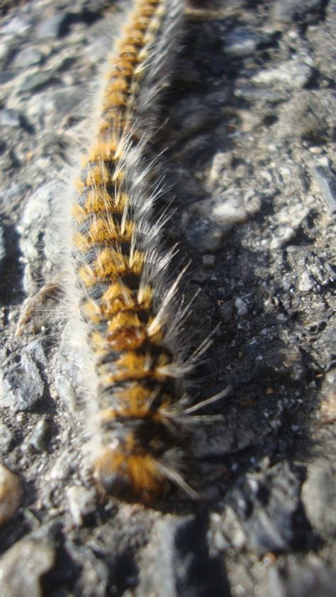 La Chenille Processionnaire Du Pin Destruction Nids Gers Et Toulouse